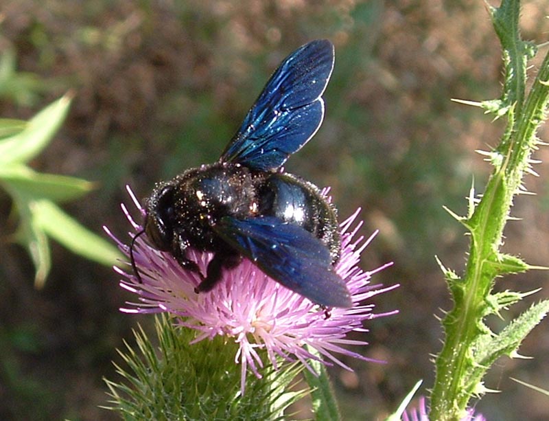 Xylocopa violacea